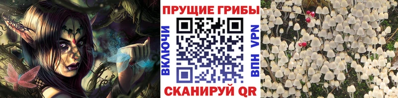 KRAKEN вход цена наркотик Сасово Галлюциногенные грибы Cubensis